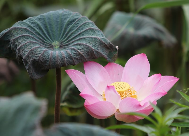 Loving-Kindness Meditation